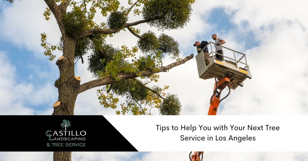 tree service in Los Angeles